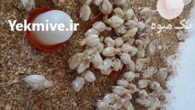 بوقلمون بیوتی در املش در گروه مرغ و خروس و بوقلمون و اردک قو قاز در یکمیوه -عکس1