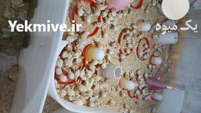 بوقلمون بیوتی در اطاقور در گروه مرغ و خروس و بوقلمون و اردک قو قاز در یکمیوه -عکس1