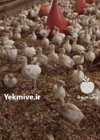 بوقلمون گوشتی در کومله در گروه مرغ و خروس و بوقلمون و اردک قو قاز در یکمیوه -عکس2