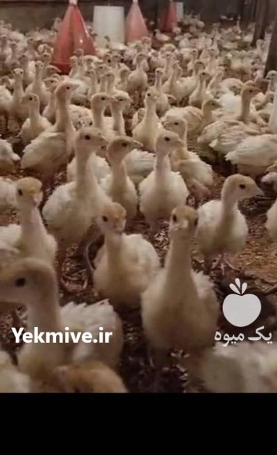 بوقلمون گوشتی در کومله در گروه مرغ و خروس و بوقلمون و اردک قو قاز در یکمیوه -عکس1