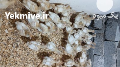 بوقلمون بیوتی گوشتی در لنگرود در گروه مرغ و خروس و بوقلمون و اردک قو قاز در یکمیوه -عکس1