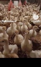 بوقلمون گوشتی در کومله در گروه مرغ و خروس و بوقلمون و اردک قو قاز در یکمیوه