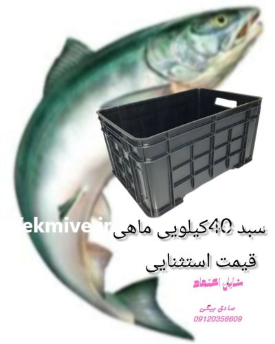 فروش سبد کیلویی ماهی باسکت ماهی در قشم در گروه خرید و فروش انواع سبد در یکمیوه -عکس1