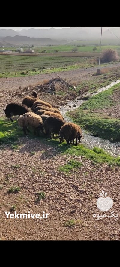 فروش گوسفند داشتی در محلات در گروه گاو و گوسفند و میش و بز کهره گوساله در یکمیوه -عکس2