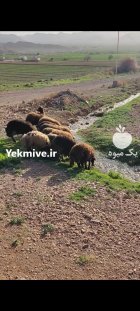 فروش گوسفند داشتی در محلات در گروه گاو و گوسفند و میش و بز کهره گوساله در یکمیوه