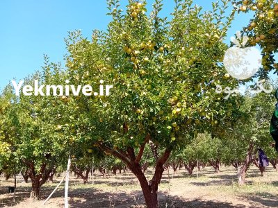 از یک کارگر تا 50 نفر در اقبالیه در گروه کارگر در یکمیوه -عکس1