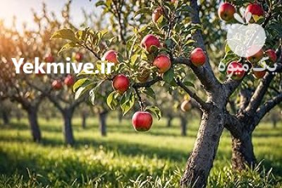فروش و واگذاری باغات سیب در اشنویه در گروه خرید و فروش سیب در یکمیوه -عکس1