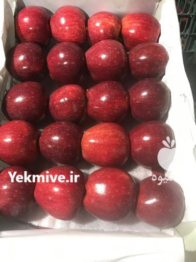 فروش و واگذاری باغات سیب در اشنویه در گروه خرید و فروش سیب در یکمیوه -عکس3