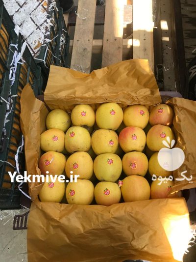 فروش و واگذاری باغات سیب در اشنویه در گروه خرید و فروش سیب در یکمیوه -عکس4