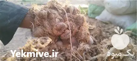 پیاز زعفران قائنات در تهران در گروه خرید و فروش زعفران در یکمیوه -عکس1