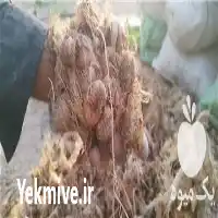 پیاز زعفران قائنات در تهران در گروه خرید و فروش زعفران در یکمیوه