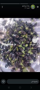 بادمجان محصولات کشاورزی در ششده در گروه خرید و فروش بادمجان در یکمیوه
