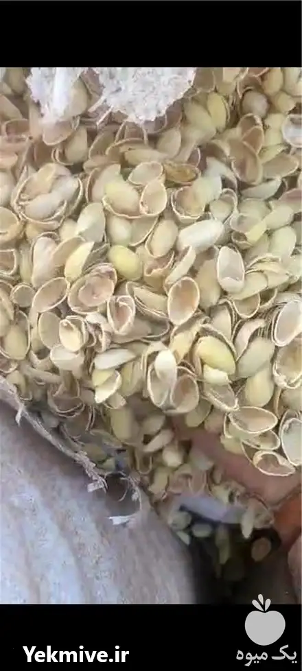 پوسته پسته خام در اصفهان در گروه خرید و فروش پسته در یکمیوه -عکس1