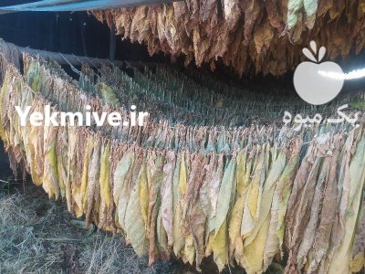 برگ تنباکو بارلی در مریوان در گروه خرید و فروش محصولات زراعی در یکمیوه -عکس1