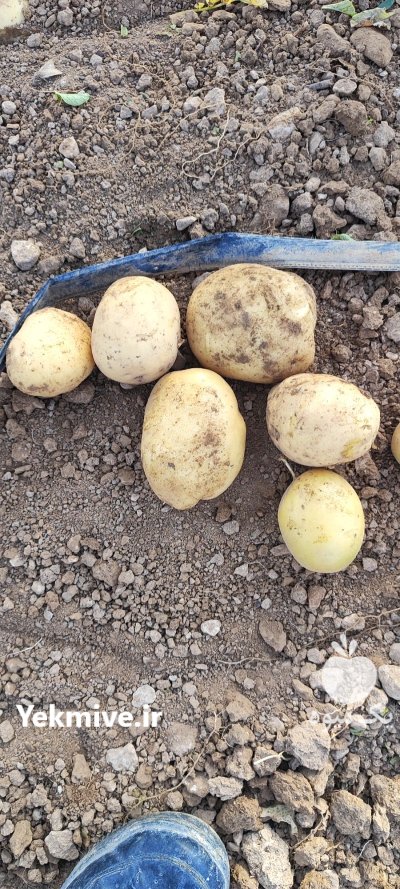 سیب زمینی بذری در شیراز در گروه خرید و فروش سیب زمینی در یکمیوه -عکس1
