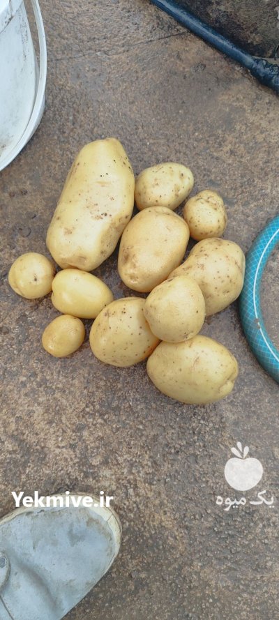 سیب زمینی بذری در شیراز در گروه خرید و فروش سیب زمینی در یکمیوه -عکس2
