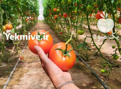 گوجه گلخانه ای در یزد در گروه خرید و فروش گوجه فرنگی در یکمیوه -عکس1