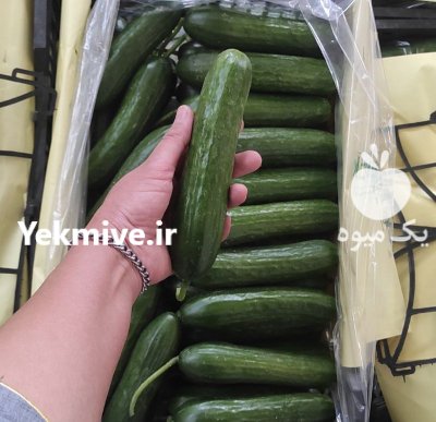خیار گلخانه ای در یزد در گروه خرید و فروش خیار در یکمیوه -عکس1