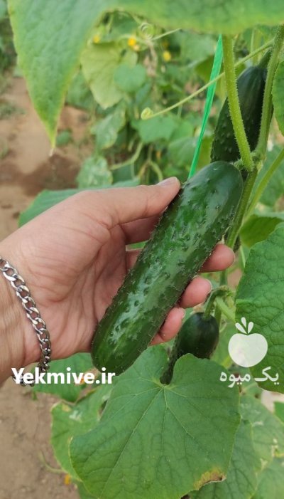 خیار خاردار گلخانه ای در یزد در گروه خرید و فروش خیار در یکمیوه -عکس1