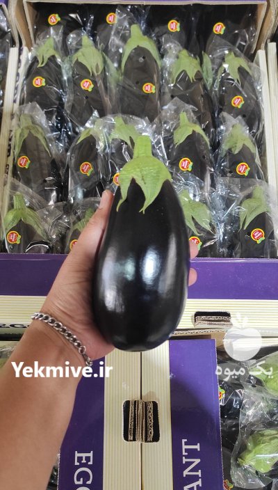 بادمجان لامپی گلخانه ای در یزد در گروه خرید و فروش بادمجان در یکمیوه -عکس1