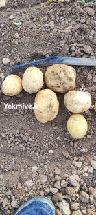 سیب زمینی بذری در شیراز در گروه خرید و فروش سیب زمینی در یکمیوه