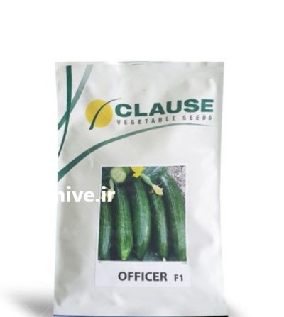 فروش ویژه بذر خیار افیسر در کازرون در گروه خرید و فروش بذر خیار در یکمیوه -عکس1