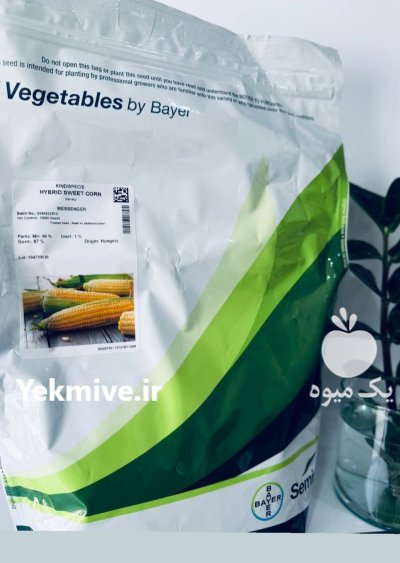 بذر ذرت مسنجر در شیراز در گروه خرید و فروش بذر ذرت در یکمیوه -عکس1