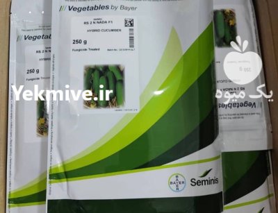 بذر خیار 2 ان نادا در زنجان در گروه خرید و فروش بذر خیار در یکمیوه -عکس1