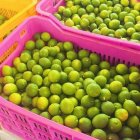 خریدار لیمو ترش در اصفهان در گروه خرید و فروش لیمو ترش در یکمیوه