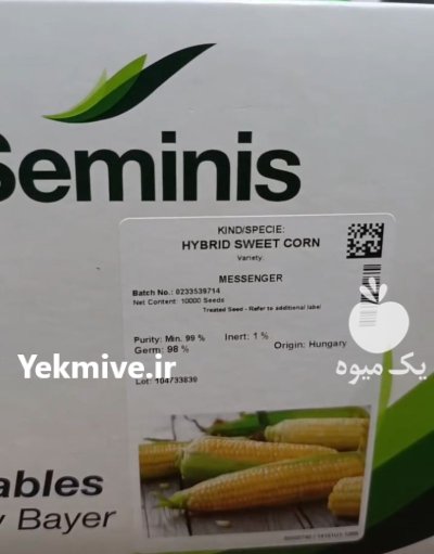 بذر ذرت شیرین مسنجر در دوگنبدان در گروه خرید و فروش بذر ذرت در یکمیوه -عکس1