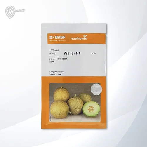 بذر خربزه والر در سلطان آباد در گروه خرید و فروش بذر خربزه در یکمیوه