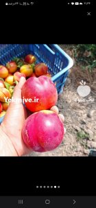 آگهی مشابه فروش شلیل ردگل در پارس آباد در گروه خرید و فروش شلیل در یکمیوه