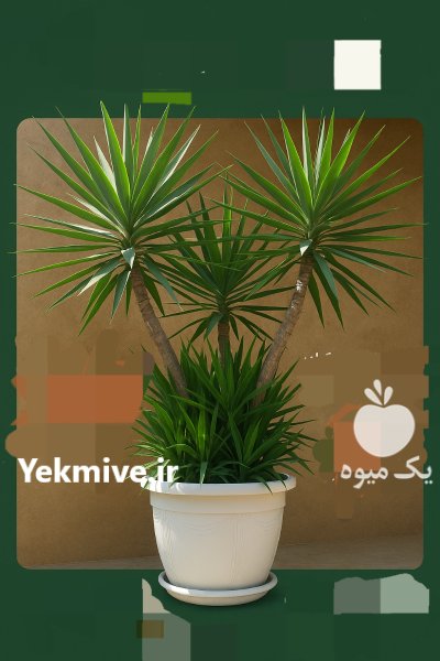 فروش درختچه یوکا در سایزهای مختلف در بابل  در گروه خرید و فروش گیاهان زینتی در یکمیوه -عکس1
