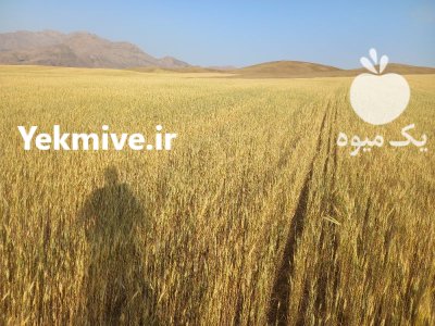 کاه گندم در سنقر در گروه خوراک دام و طیور در یکمیوه -عکس2