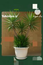 فروش درختچه یوکا در سایزهای مختلف در بابل  در گروه خرید و فروش گیاهان زینتی در یکمیوه