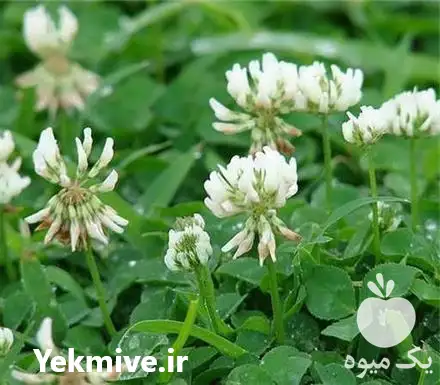 فروش بذر شبدر برسیم در تبریز در گروه خرید و فروش انواع بذر در یکمیوه -عکس1