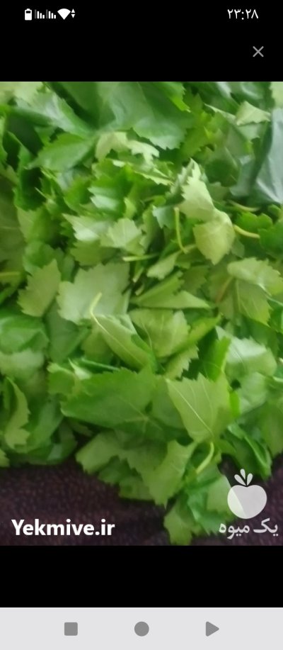 فروش برگ مو در اردکان در گروه خرید و فروش انگور در یکمیوه -عکس2