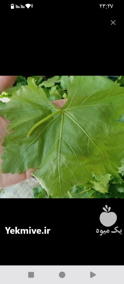 فروش برگ مو در اردکان در گروه خرید و فروش انگور در یکمیوه -عکس3