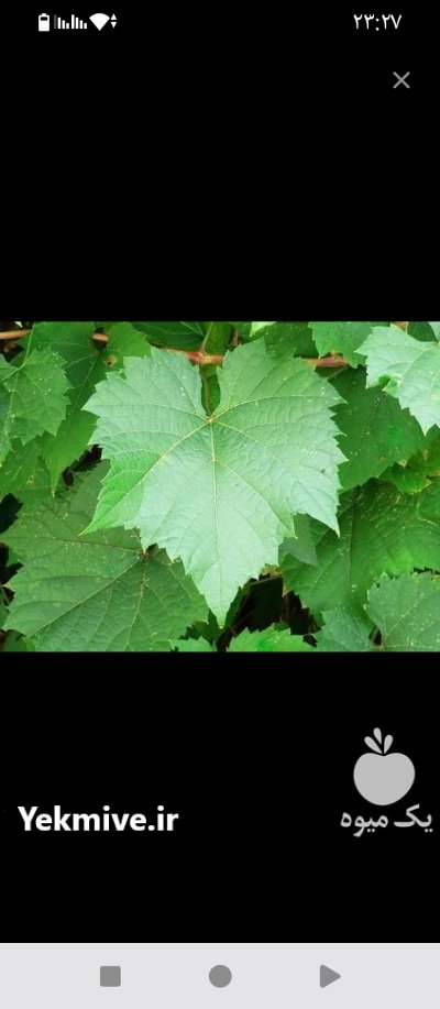 فروش برگ مو در اردکان در گروه خرید و فروش انگور در یکمیوه -عکس4