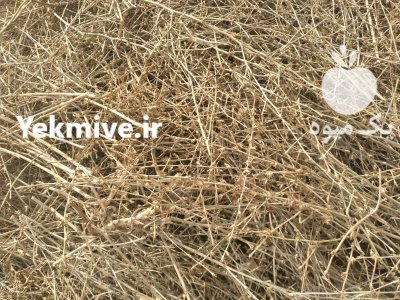 فروش تن کاسنی وحشی خشک در برف انبار در گروه خرید و فروش گیاهان دارویی در یکمیوه -عکس1