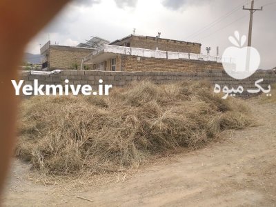 فروش تن کاسنی وحشی خشک در برف انبار در گروه خرید و فروش گیاهان دارویی در یکمیوه -عکس2