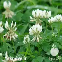 فروش بذر شبدر برسیم در تبریز در گروه خرید و فروش انواع بذر در یکمیوه
