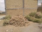 آگهی مشابه گیاهان دارویی در برف انبار در گروه خرید و فروش گیاهان دارویی در یکمیوه
