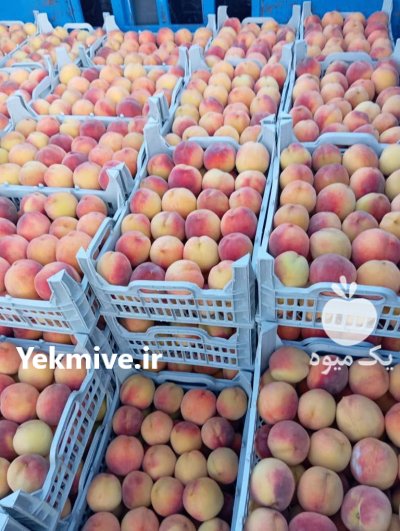 بارفروشی و حق العمل کاری شهربابکی در رفسنجان در گروه حق العمل کاری محصولات کشاورزی در یکمیوه -عکس1