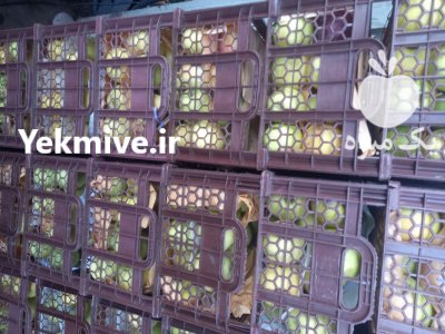 بارفروشی و حق العمل کاری شهربابکی در رفسنجان در گروه بارفروشی محصولات کشاورزی در یکمیوه -عکس4