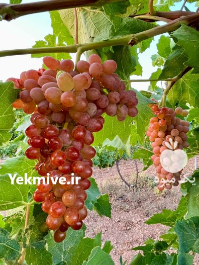 فروش تنی انگور سیاه سردستی کاملا در محلات در گروه خرید و فروش انگور در یکمیوه -عکس1