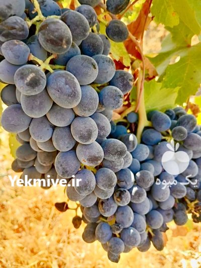 فروش تنی انگور سیاه سردستی کاملا در محلات در گروه خرید و فروش انگور در یکمیوه -عکس3