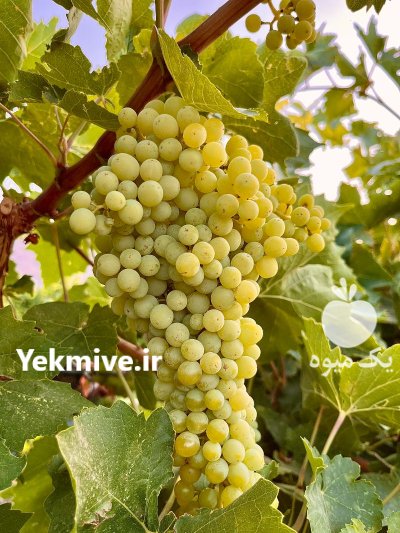 فروش تنی انگور سیاه سردستی کاملا در محلات در گروه خرید و فروش انگور در یکمیوه -عکس4