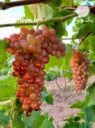فروش تنی انگور سیاه سردستی کاملا در محلات در گروه خرید و فروش انگور در یکمیوه