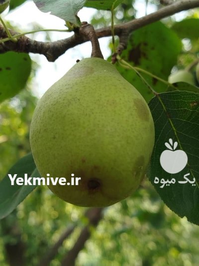 گلابی مشو در بابل  در گروه خرید و فروش گلابی در یکمیوه -عکس2